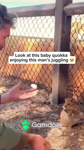 #fypシ #trending #viral #quokkas #xyzbca 