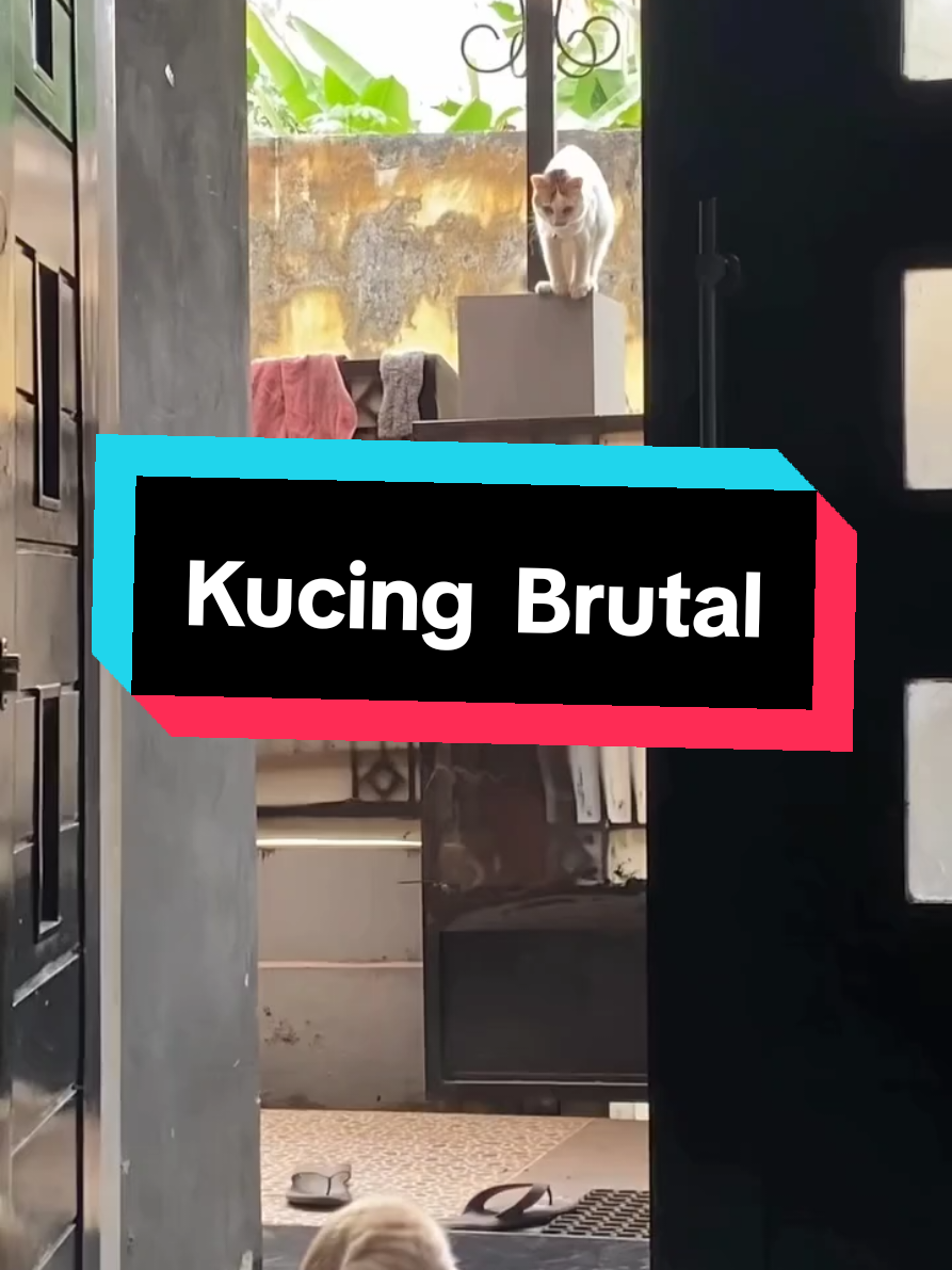 #animalvideos #kucing #cat #animals #funny 