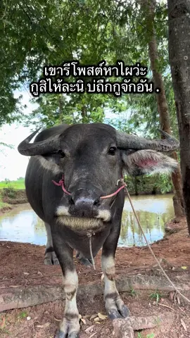 สิไห้ละนิ คือบ่แม่นเฮาจักอันล่ะ #ฟีดดดシ #เธรดเศร้า #สตอรี่ความรู้สึก #เทรนวันนี้ #คําคม 