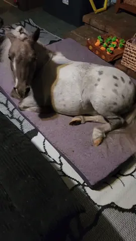 Thunder my rescue is literally the morning hyper ANNOYING brother.  He drives us all crazy in the morning. #herdpack #viralvideo #househorse #miniservicehorse #pottytrainedhorse 