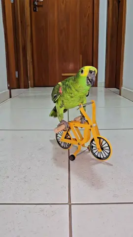 🔴🟢 Meu papagaio tá acelerado 🟢#Parrot #Birds #bike #graudebike #cycling 