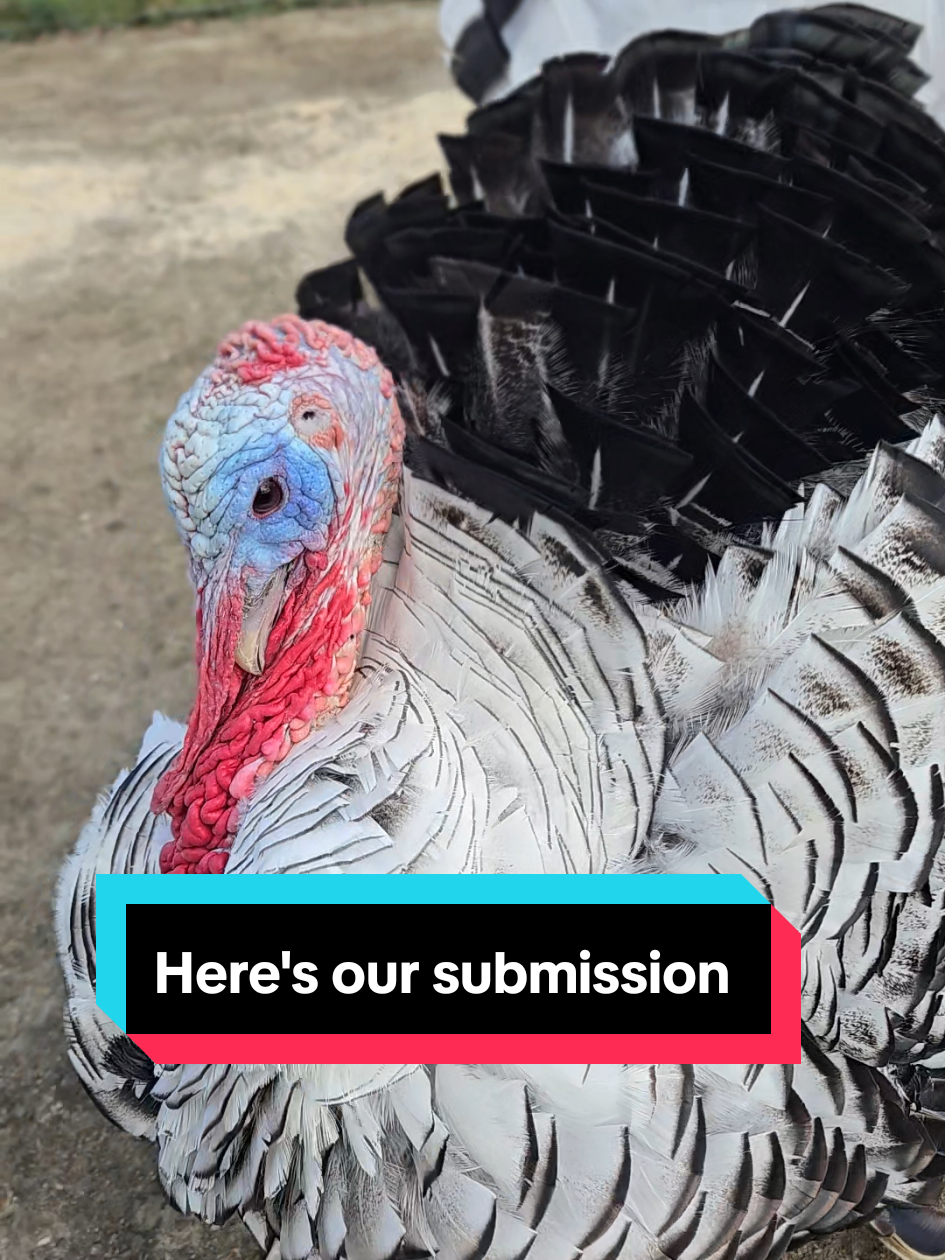 Here's our submission @TX2 