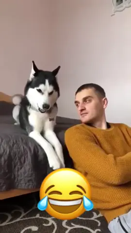 #talking #voiceover #funnyvideos #dogsoftiktok #animals 