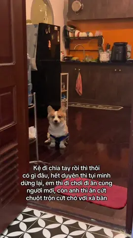 Em tịnh tâm còn anh tịnh ngoài 😊 #j4f #funny #pet #corgi 