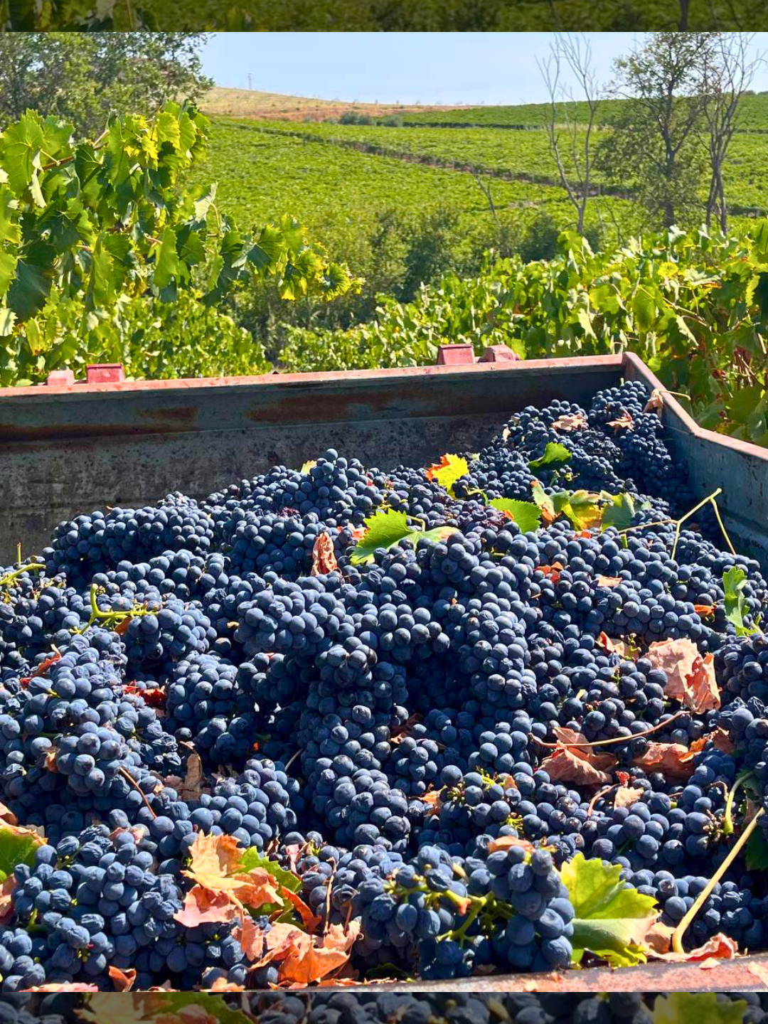 La nostra vendemmia è il punto di partenza del viaggio che porta la Sicilia fino alla tua tavola. Uva raccolta con cura nei nostri terreni, rispettando i ritmi della natura e la cultura contadina, per dare vita a un gusto intenso e genuino, che racconta chi siamo. #vitaèsicilia #vendemmia #uva #saporiesiciliani #gustotradizione #madeinsicily