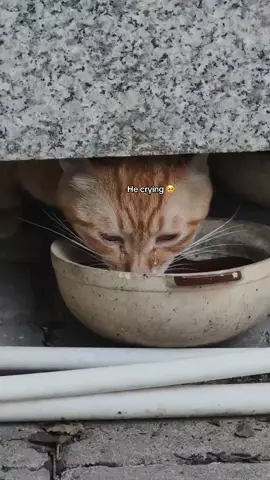 #catlover 