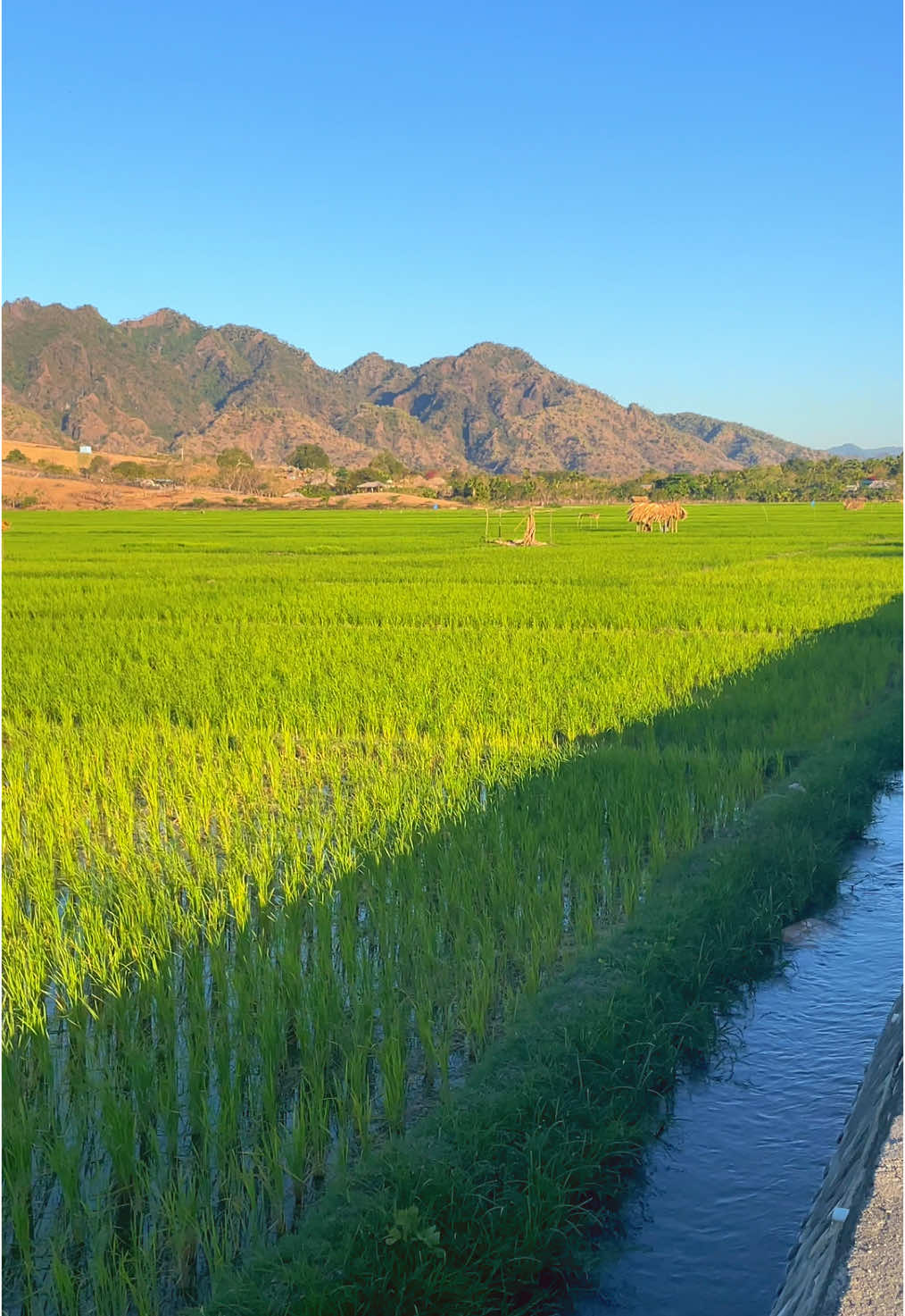 Laos det Hare ba nia Natureza ne’ebe furak maibe iha ne mos memoria kiik ida konaba lalatak ne maske Nia Kolen maibe nia Always Suporta Hau nia mak hau nia Uncle ne’ebe diak tebes😄🫶🏻  #fyppppppppppppppppppppppp  #oecusse_raeoa🇹🇱 