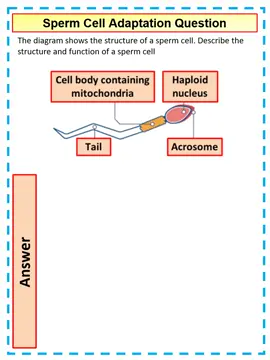 4 mark GCSE Biology Question on Sperm Cell Adapation video