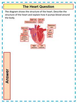 4 mark GCSE Biology Question on the Heart video