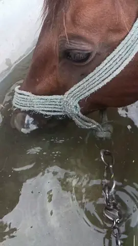 #at #horse #asmr #köy #village 