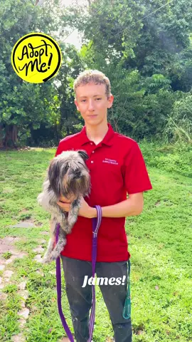 🎉🐾 Meet James! 🐾🎉 I’m James, a 13-month-old terrier mix (maybe Brussels Griffon in there 🧐). When I first came to Tri-County Animal Rescue, I was scared, matted, and a complete mess after being picked up at animal control. But look at me now confident, happy, and ready to shine! ✨ This Labor Day weekend, I’m hoping for the biggest celebration of all… finding my forever family ❤️ 📍 Tri-County Animal Rescue, Boca Raton 📞 561-482-8110 🌐 tricountyanimalrescue.com Come meet me, you’ll fall in love! 🐶💌 #AdoptJames #AdoptDontShop #RescueDog #TerrierMix #BrusselsGriffon      