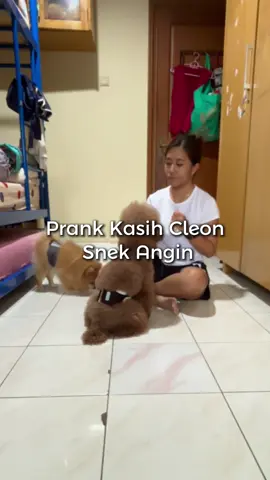Kasian Cleon sampe nyariin sneknya 🤣 #cleonandthepoodles #dogtrend #dogprank #anjing 