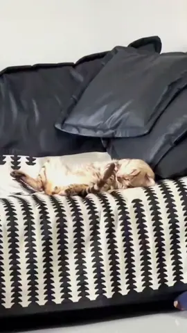 Try not to laugh 😂😂😂 #animals #dog #cat #haha #dogslovers 