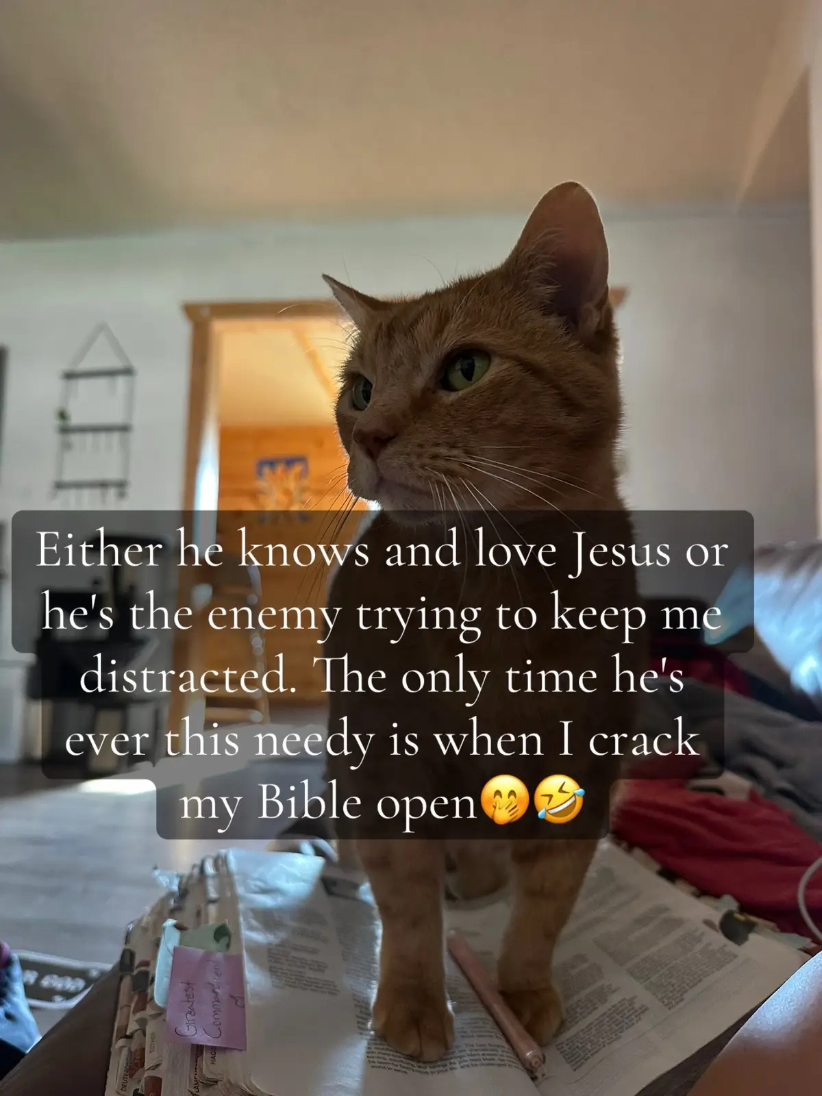 I know dang well he knows our Lord and Savior Jesus Christ 🥰#christiantiktok #catsoftiktok #biblestudy #allcatsgotoheaven 