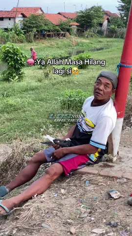 Wa Daun darane ilang😭 #merpatikolong #ldsbrebes #kalangandemangsapingi #lapakdemangsapingi #merpatitegal 