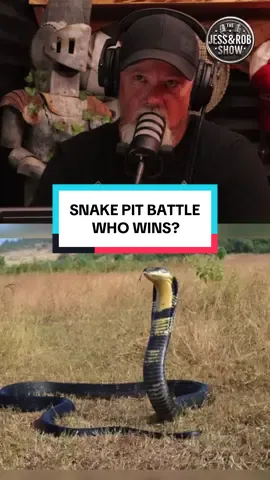 Who WINS in a Snake Pit BATTLE? King Cobra vs Black Mamba vs Inland Taipan.. What snake is going to come out the WINNER? #snake #smallcreator #podcast #snakes #animalsoftiktok 
