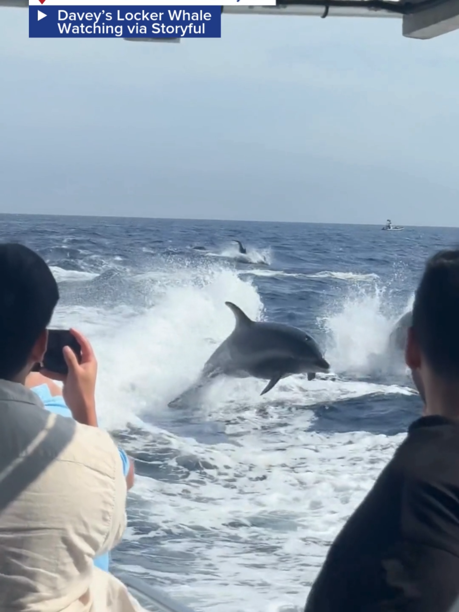 DOLPHINS DISPLAY: People cheer with joy watching a dolphin pod leap from the ocean several feet in the air while on a boat tour in Newport Beach.