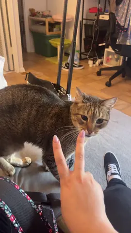 He just wants to know why I’m doing this instead of petting him. #cat #catsoftiktok 