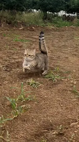 Động vật đáng yêu #petcute #cat #catsoftiktok #PetsOfTikTok #fyp 