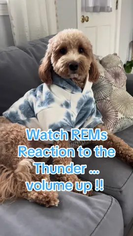 #dog #dogsoftiktok #thunder #doggo #dogs 
