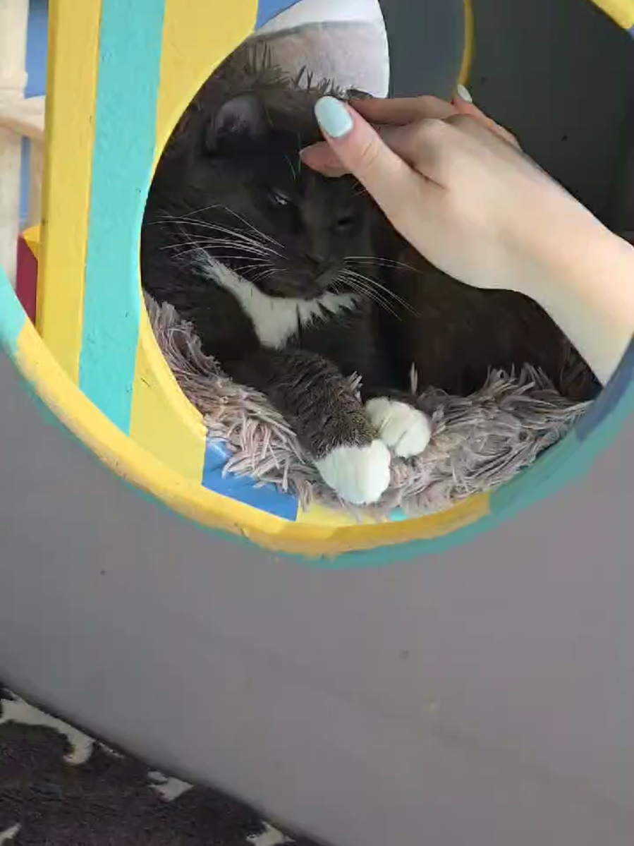 Khafre was rescued from a hoarder house and is going on 9 months in the shelter. This sweet 1 1/2 year old boy opens up when he feels safe 💙✨️ Are you the one to help him learn to trust again? Khafre is available at the SPCA Westchester in Briarcliff Manor, NY #viral #foryou #cutepets #rescuecat #cats 