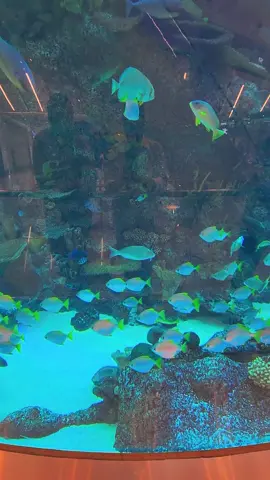 A closer Look of Aquarium with many different species of Fish at King Abdulaziz International Airport, Jeddah, Saudi Arabia 🇸🇦  #saudiarabia🇸🇦 #jeddah #airport #travel #tour 