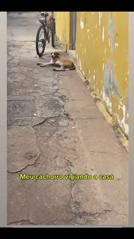 Meu cachorro vigiando a casa #bob 
