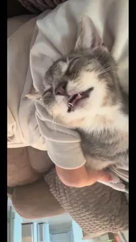 I just wanna sleep like Gus #kitten #cat #kitty #baby #fyp 