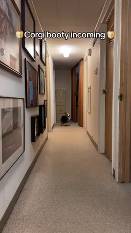 The way he looks back 😭 #corgi #fluffycorgi #pembrokewelshcorgi 