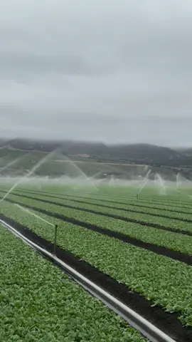 Dedicated irrigation system ensuring optimal crop growth 💹