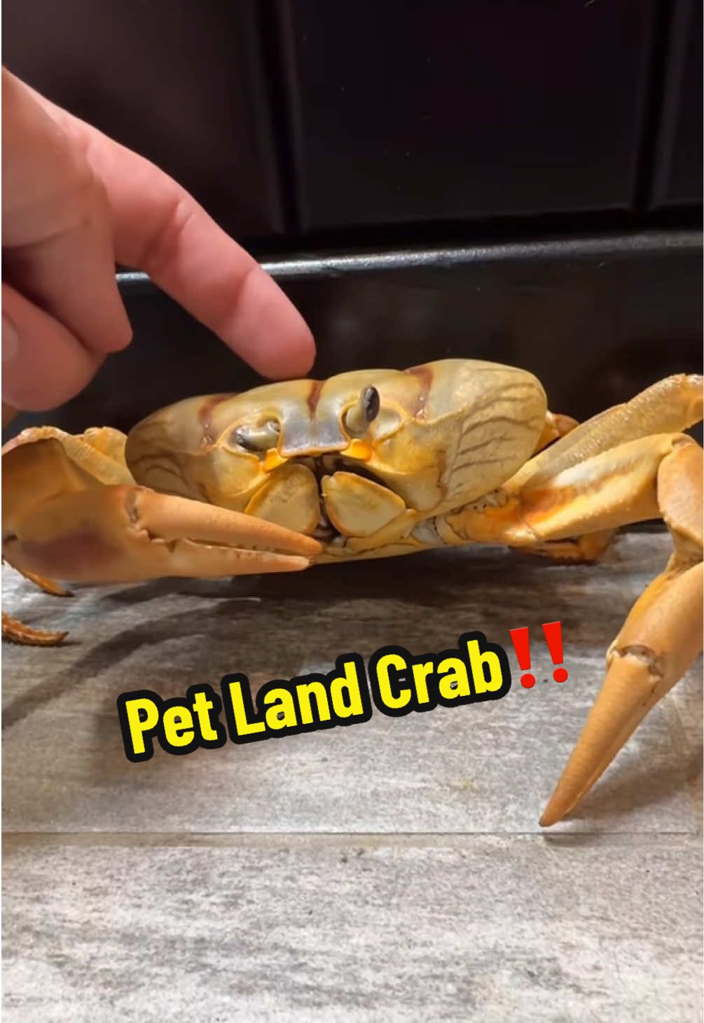 Caring For Land Crabs‼️ #aquaterra #landcrab #landcrabcare #howtocareforlandcrab #petcrab