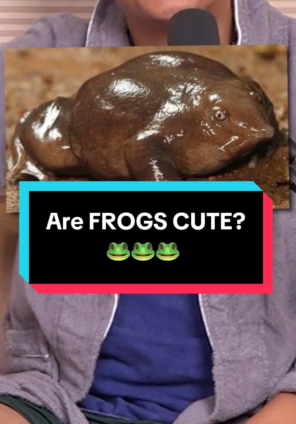 Do you think FROGS are cute?🐸Anyone agree with @lewloh👀 #tiktoksg #supercatkei #justchatting #frogs 