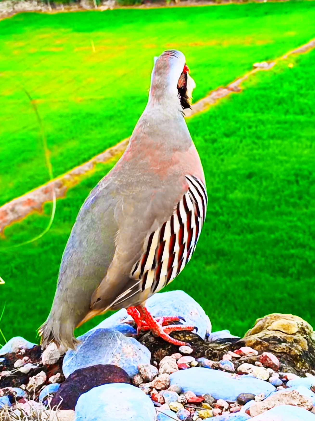 Chakor ka Shakar 🤔🐓🐤🤫 #kekliksesi #keklik #chakor #chakor #chakorkiawaz 