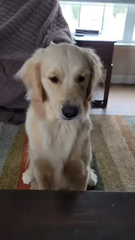 Times are getting tough #goldenretriever #onthisday 