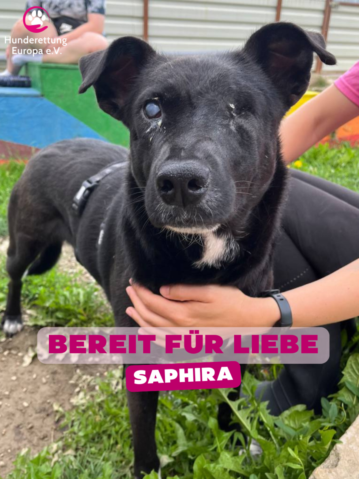 Saphira ist eine besondere Hündin mit einem großen Herzen. ❤️ Sie kommt aus einer Tötungsstation in Rumänien und wurde gerettet. Obwohl sie blind ist, zeigt sie unglaublichen Mut und Lebensfreude. Saphira liebt Streicheleinheiten und fordert diese oft selbst ein. Auch verteilt sie voller Freude Küsschen und schließt sofort Freundschaft. Im Tierheim lebt sie friedlich mit zwei anderen Hündinnen zusammen und orientiert sich gut an ihren Artgenossen. Für sie entfällt die Schutzgebühr. 🐾 Wenn du Saphira aufnehmen kannst, melde dich gerne bei uns per Mail 📧 an:  vermittlung@hunderettungeuropa.de  #adoptdontshop #rescuedog #tierschutz #tötungsstationen #Hundeliebe 
