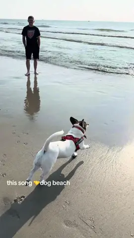 how this song feels… #dogs #dogmom #beach 