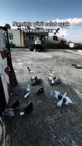 #keşfet 🕊️