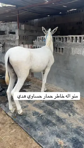 منو اله خاطر حمار حساوي هدي #عبدالاله_جمال #donkey #حيوانات #الاحساء #السعودية 