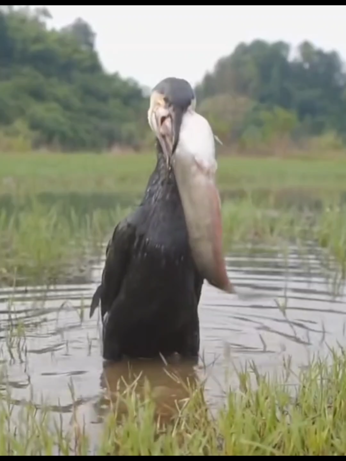 #fyp #viraltiktok #bestvideo #bird #bigmouth 