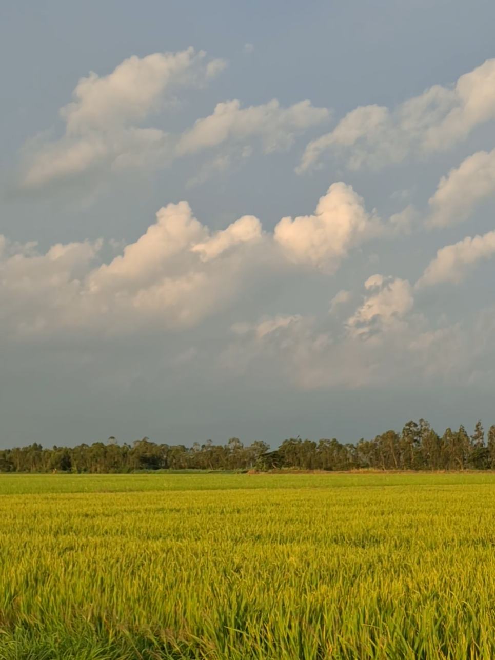 Cánh đồng vẫn là cánh đồng Nhưng đứa trẻ năm ấy đã trở thành người lớn #motbautroi_motdammay #quê #quêtôi #tuoitho #lovesky 