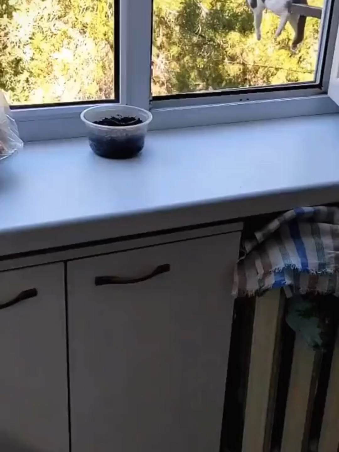 Cats can sleep anywhere except their beds#catsoftiktok #catlover #funny #funnyvideos #foryou #fypage #fypツ #funnycat #funnytiktok #cats