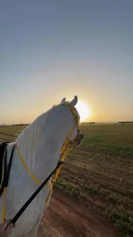 #اكسبلورexplore 