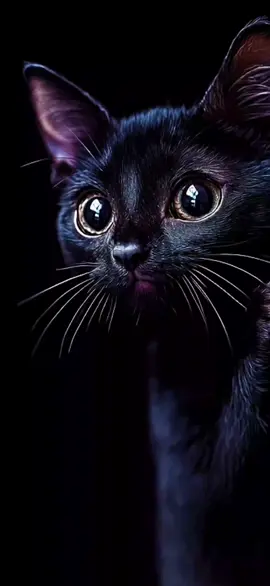 #cat #blackcat #livewallpaper #livewallpaper4k #4kLiveWallpaperInTikTok #4kUltra #4klivewallpaper #livewallpaper8K #wallpaper #wallpapers #papeldeparedeaovivo  #5dlivewallpaper #zhivyye_oboi #خلفيةحية #動態壁紙 #라이브배경화면 #wallpaperhidup4k #mobilelegends #壁紙4k #壁紙推薦 #живыеобои #живыеобоинателефон #живыеобои4k#IPhone17 #wallpaperlive #hìnhnềnsống #mukbangasmr #creatorsearchinsights2025 #MobileWallpaper #120fps #PhoneWallpaper #fonddécrananimé #hìnhnềnsống4k  #아트월페이퍼#AestheticWallpaper #animatedwallpaper 