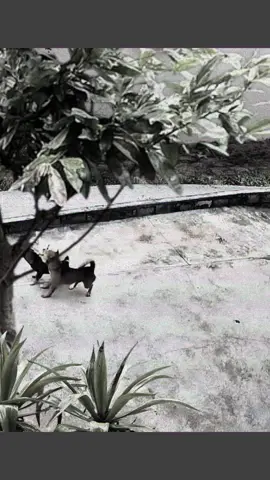 #Animals #fyp #viral 