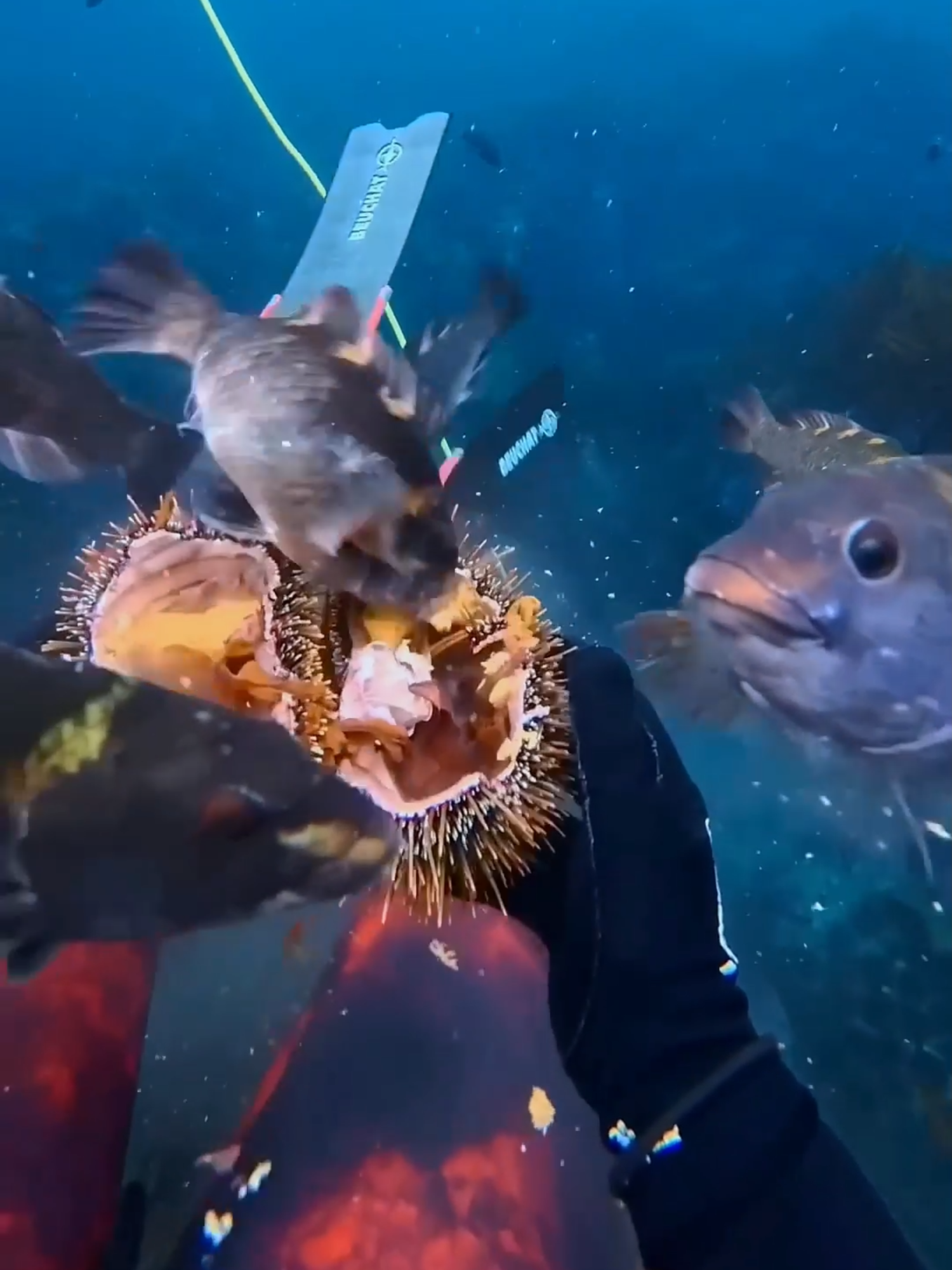 #UnderwaterCatch #DeepSeaFishing #SeaUrchin  #diving #crab #seafood #fish #eel #lobster #solofishing #asmr