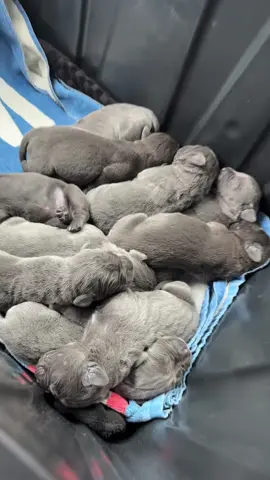 How many puppies do you see?