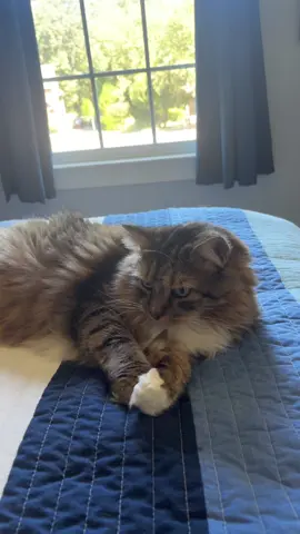 He hates being on TikTok lmao #danielpranks 