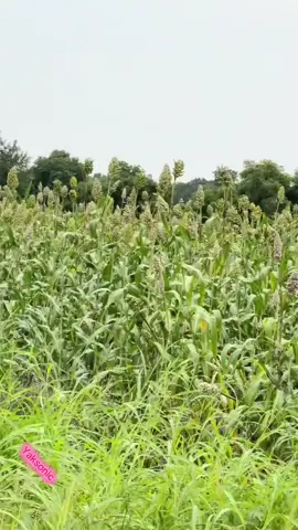 time for harvest agriculture now☘️❤️🇸🇸#southsudantiktokers🇸🇸 #southsudanagriculture #nature #juba 
