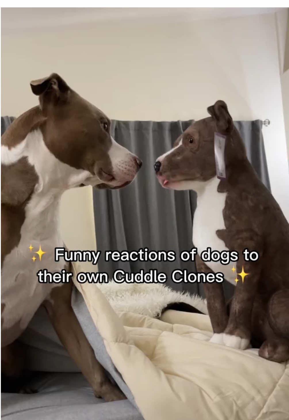 📸 Make $$ with Your Clone. Your pet already broke the internet. Time to get paid for it. Join the Viral Pet Challenge – Win $$$ 🖱️Link in bio ⬆️ #CuddleClonesChallenge #CuddleClones #PetChallenge #PetParents #PetTok