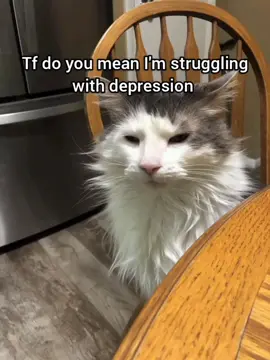 I'm quite good at it #cat #meme #funny #fyp #georgieebom 